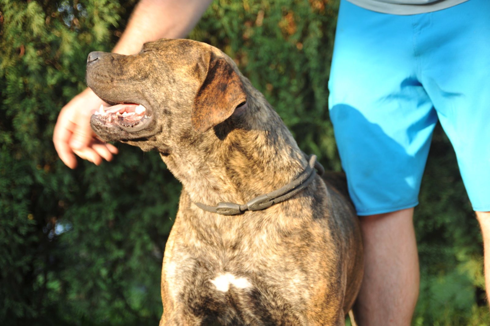 Južnoafrički mastif – Boerboel štenci