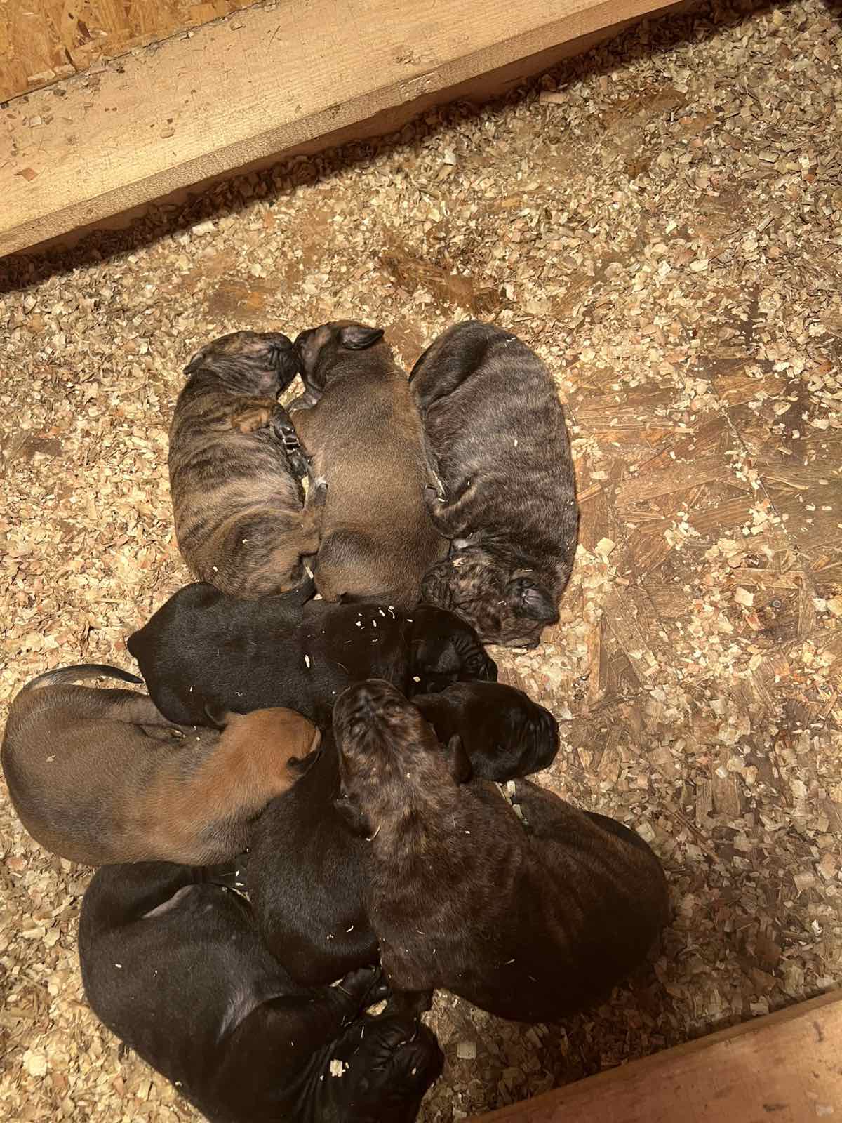 Južnoafrički mastif – Boerboel štenci