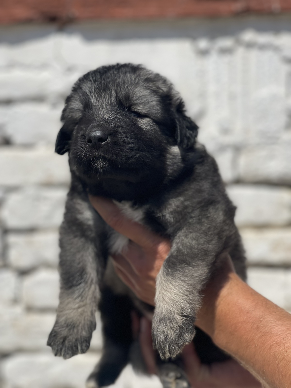 Kavkavski ovčar štenci