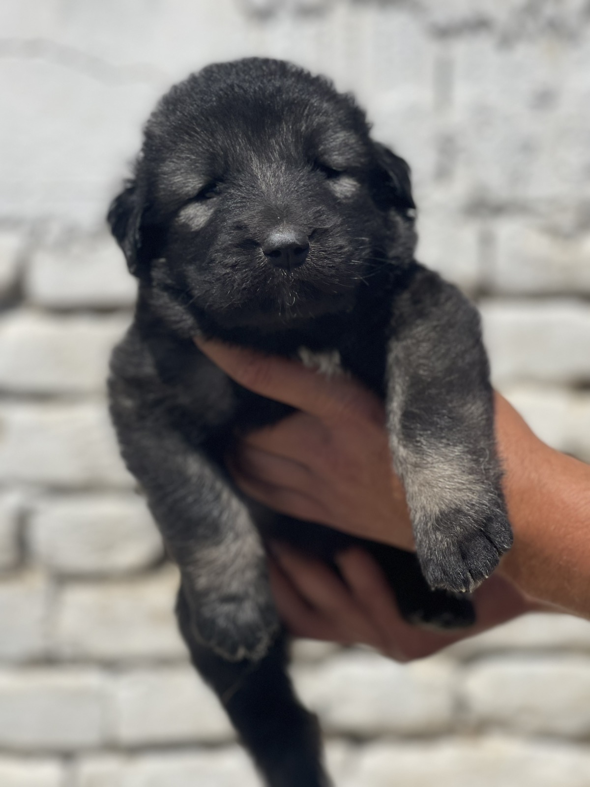 Kavkavski ovčar štenci