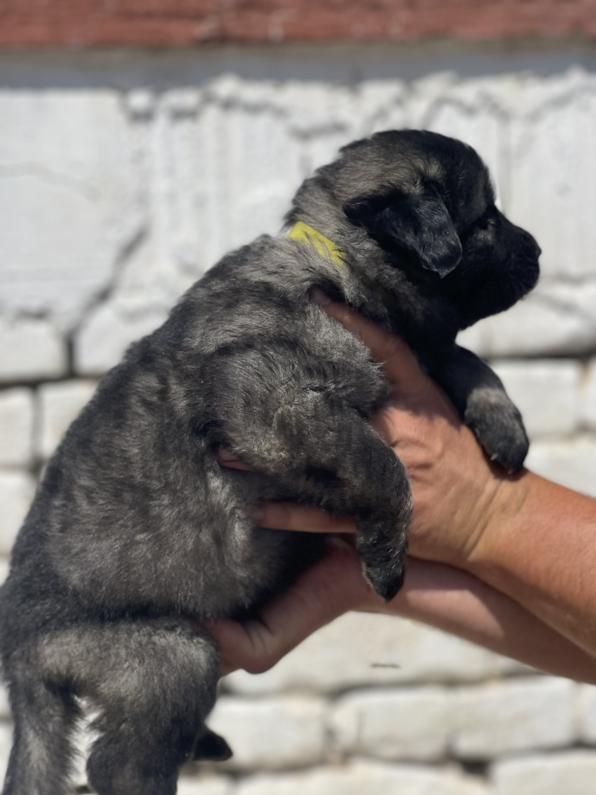 Kavkavski ovčar štenci