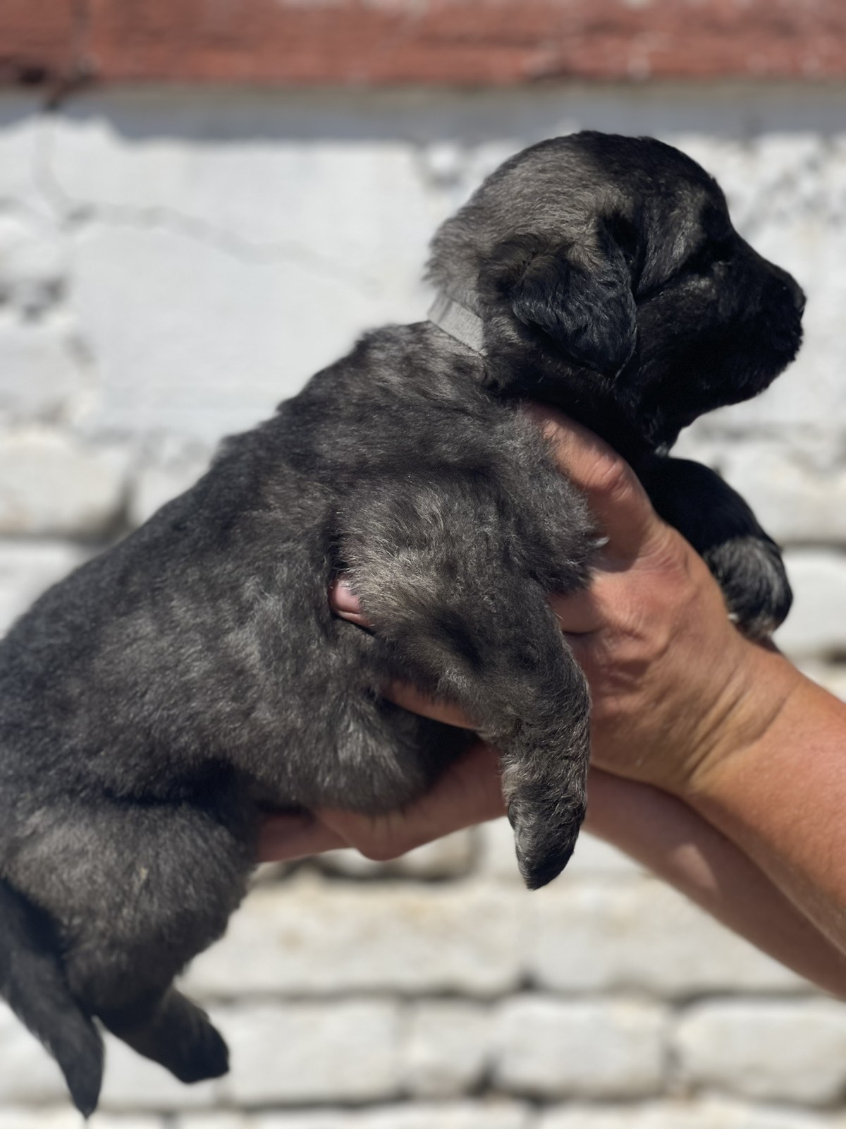 Kavkavski ovčar štenci