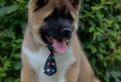Americka Akita stenci