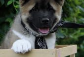 Americka Akita stenci
