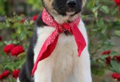 Americka Akita stenci