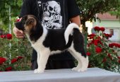 Americka Akita stenci