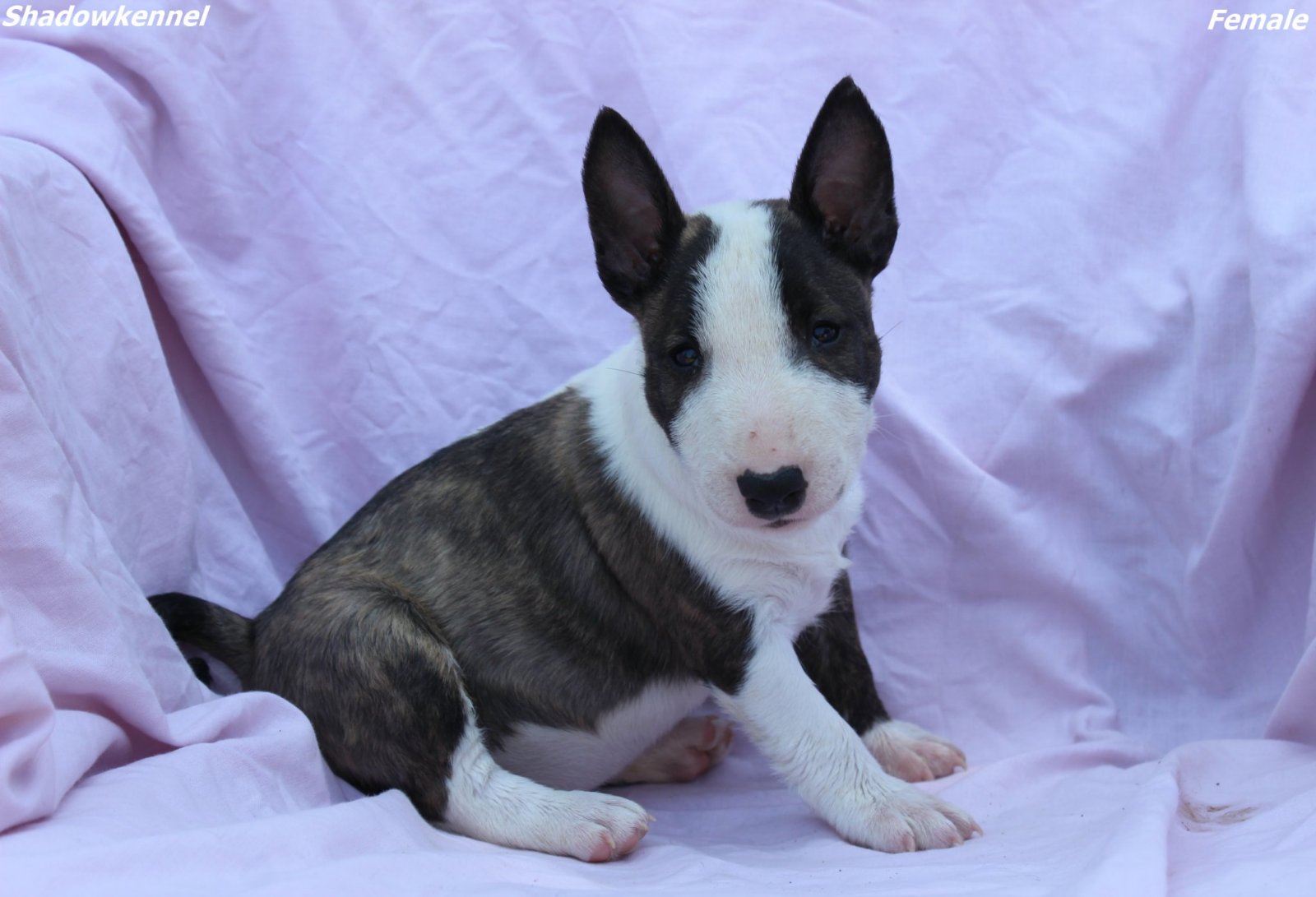 Mini Bull Terijer prelepi štenci