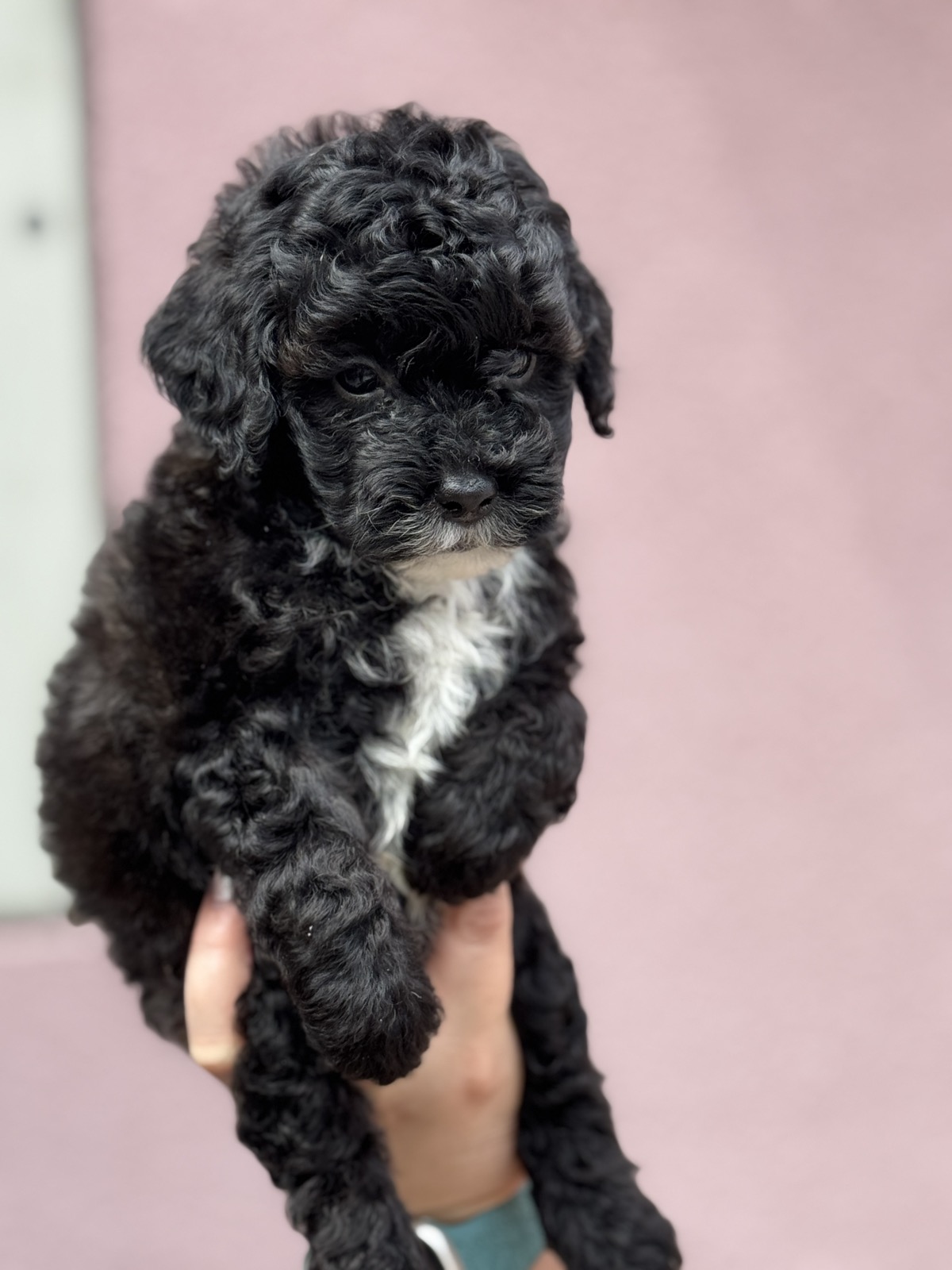 Patuljasta Aprikot Pudla štenci