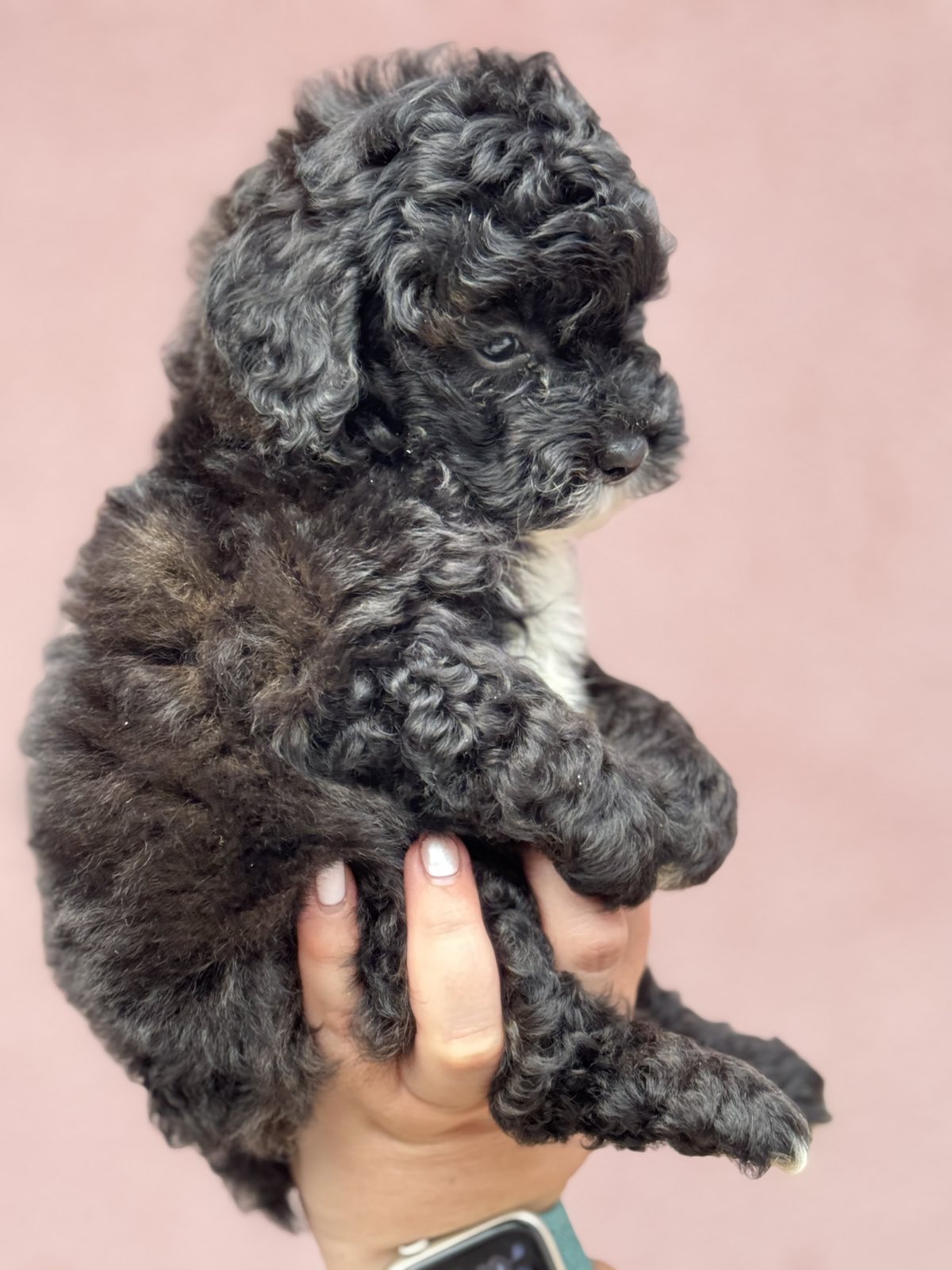 Patuljasta Aprikot Pudla štenci