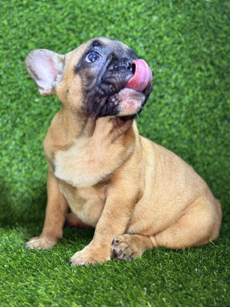 Francuski Buldog prelepi štenci