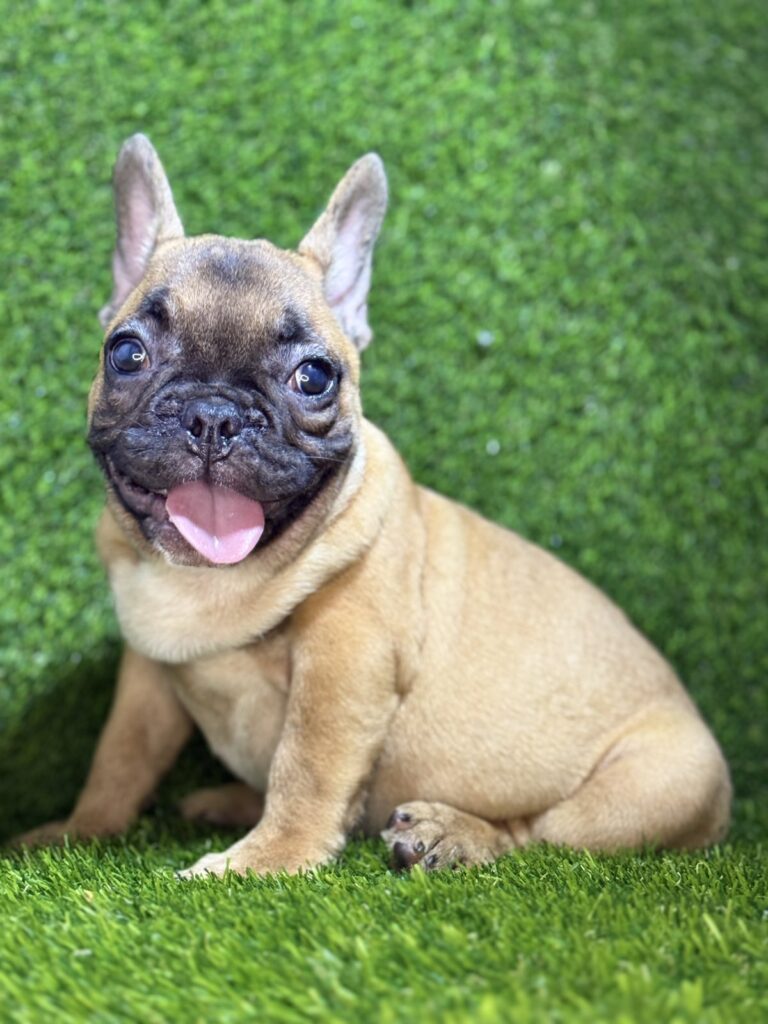 Francuski Buldog prelepi štenci
