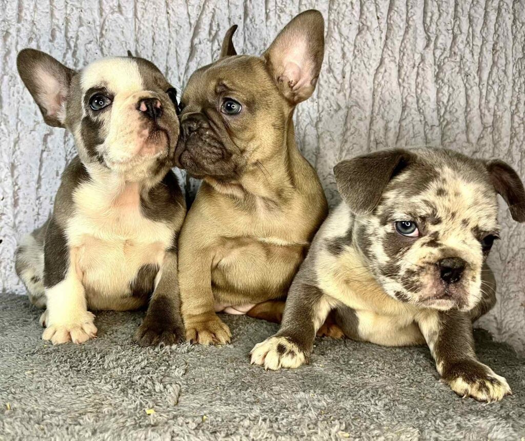 Francuski Buldog prelepi štenci