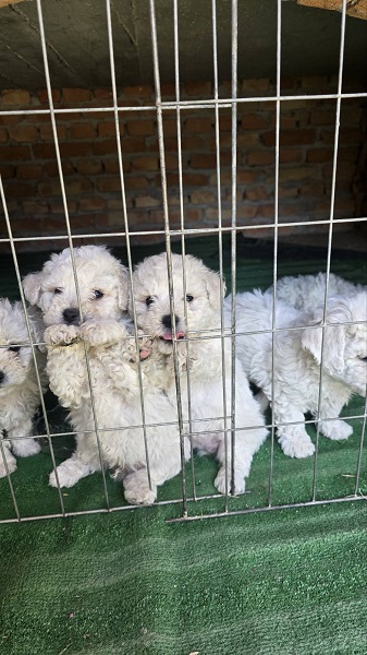Predivni čistokrvni štenci kovrdžavog bišona – bichon frise