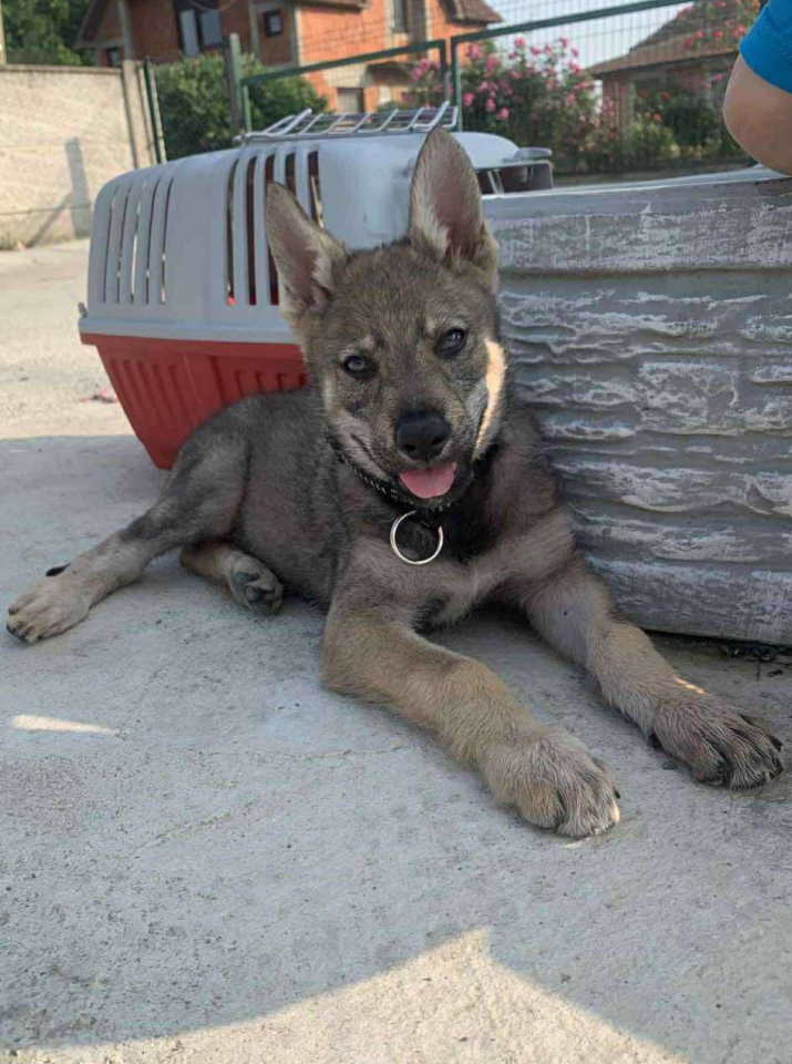 Češkoslovački Vučiji pas