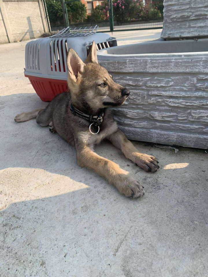 Češkoslovački Vučiji pas