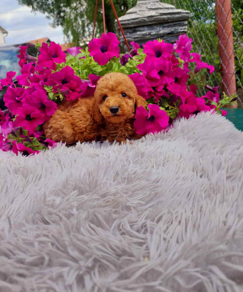 U ponudi toy PUDLE stenci, zenka i muzijak