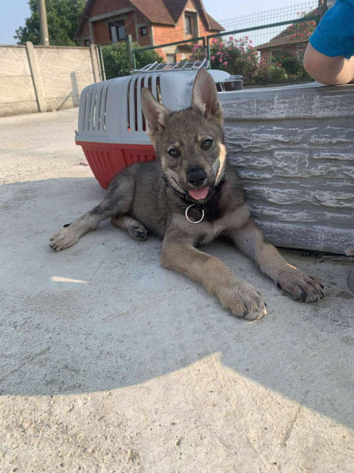 Češkoslovački Vučiji pas