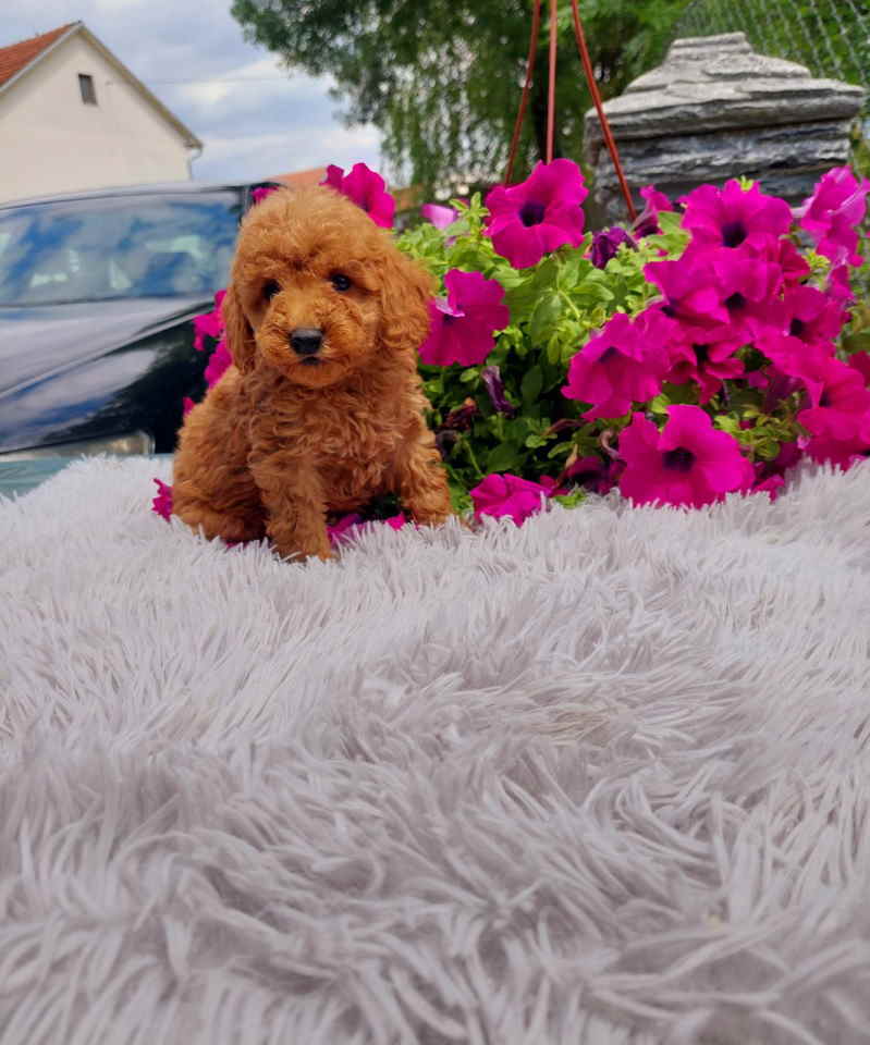 U ponudi toy PUDLE stenci, zenka i muzijak