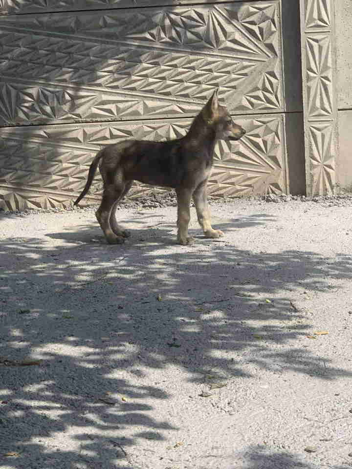 Češkoslovački Vučiji pas