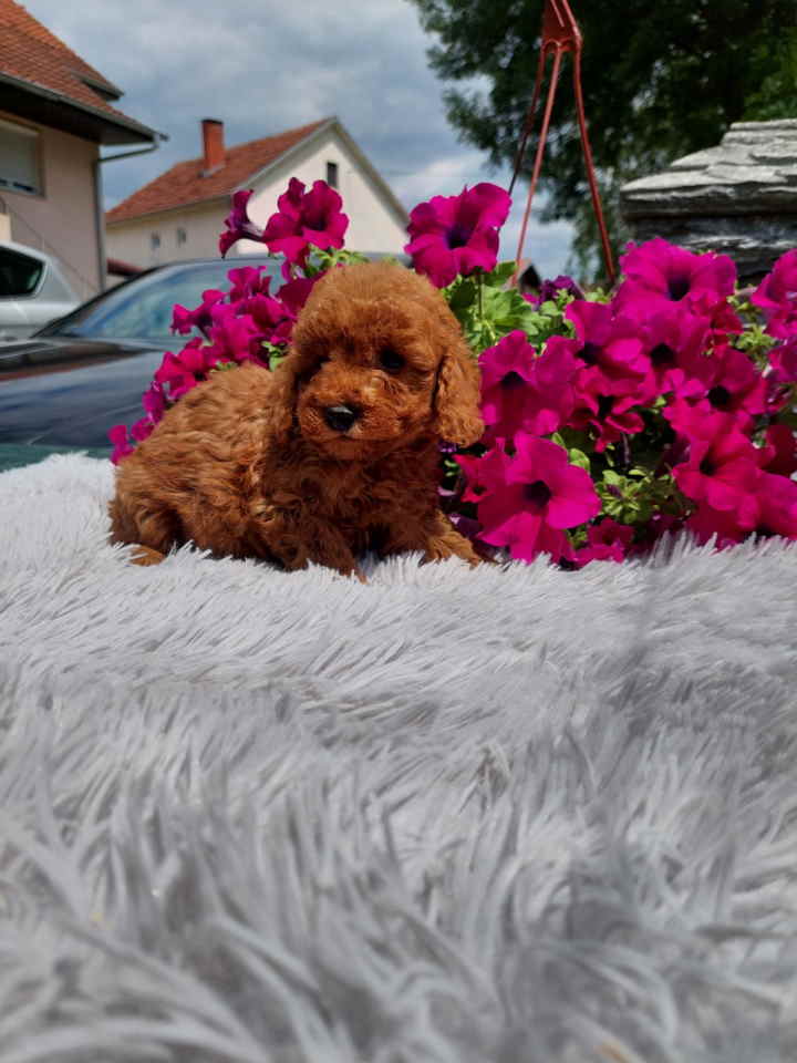 U ponudi toy PUDLE stenci, zenka i muzijak