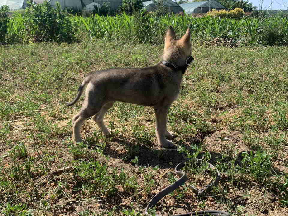 Češkoslovački Vučiji pas