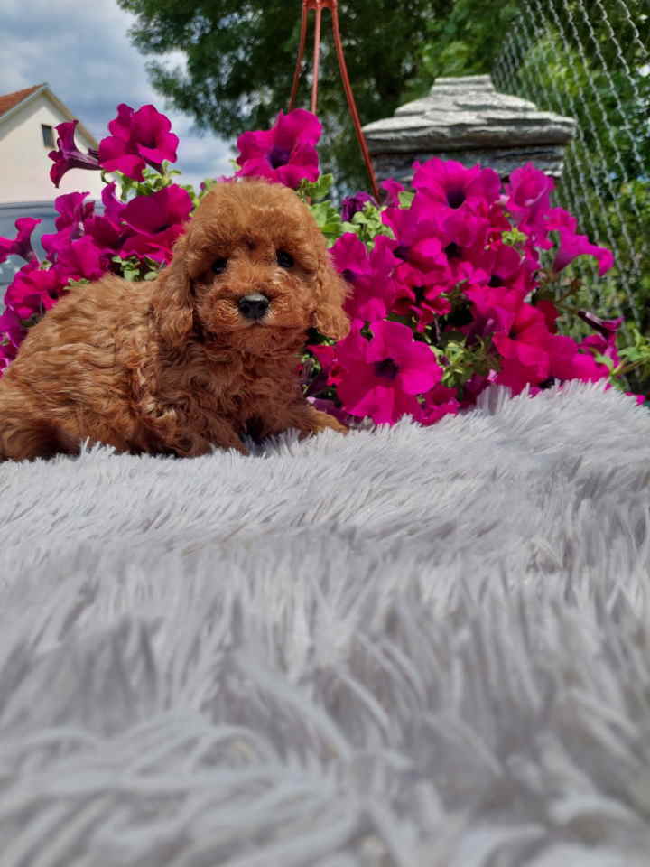 U ponudi toy PUDLE stenci, zenka i muzijak