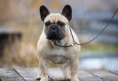 Francuski buldog prelepi štenci