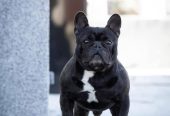 Francuski buldog prelepi štenci
