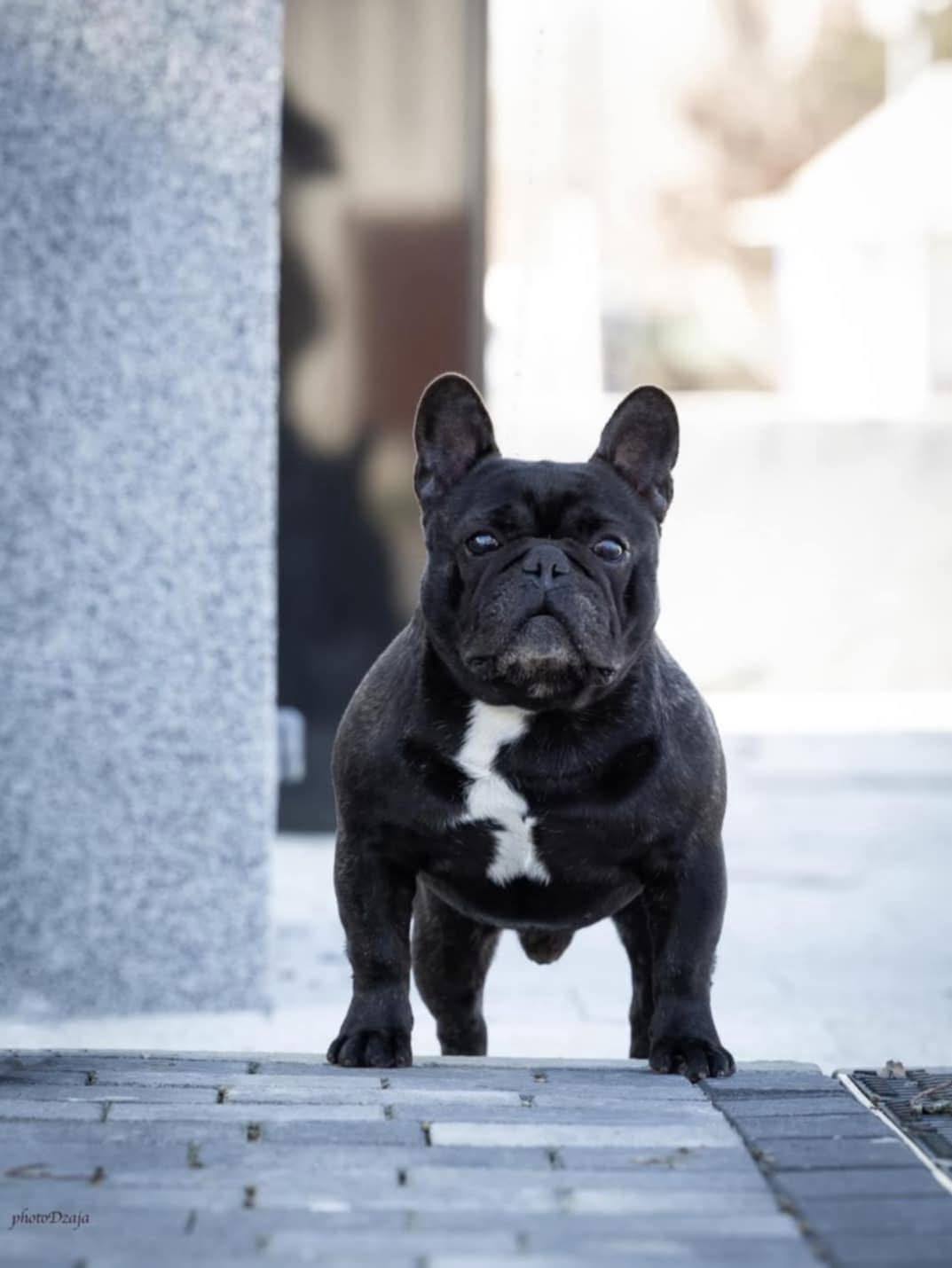 Francuski buldog prelepi štenci