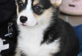 Velski korgi/Welsh Corgi Pembroke