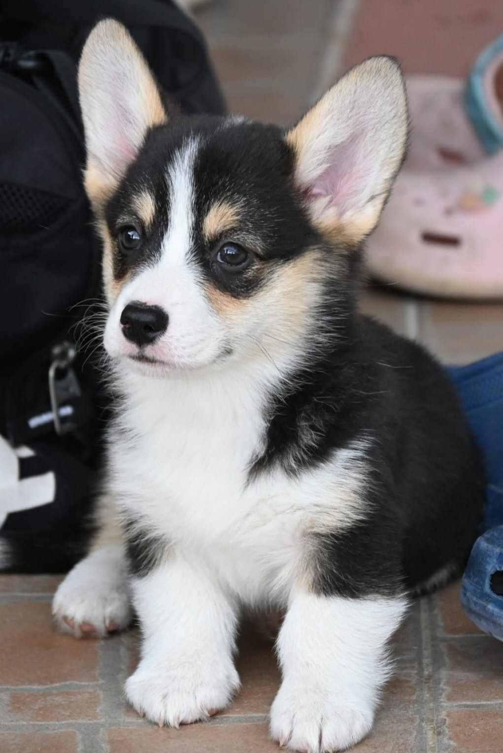 Velski korgi/Welsh Corgi Pembroke