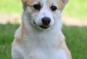 Velski korgi Welsh Corgi Pembroke