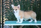 Velski korgi/Welsh Corgi Pembroke