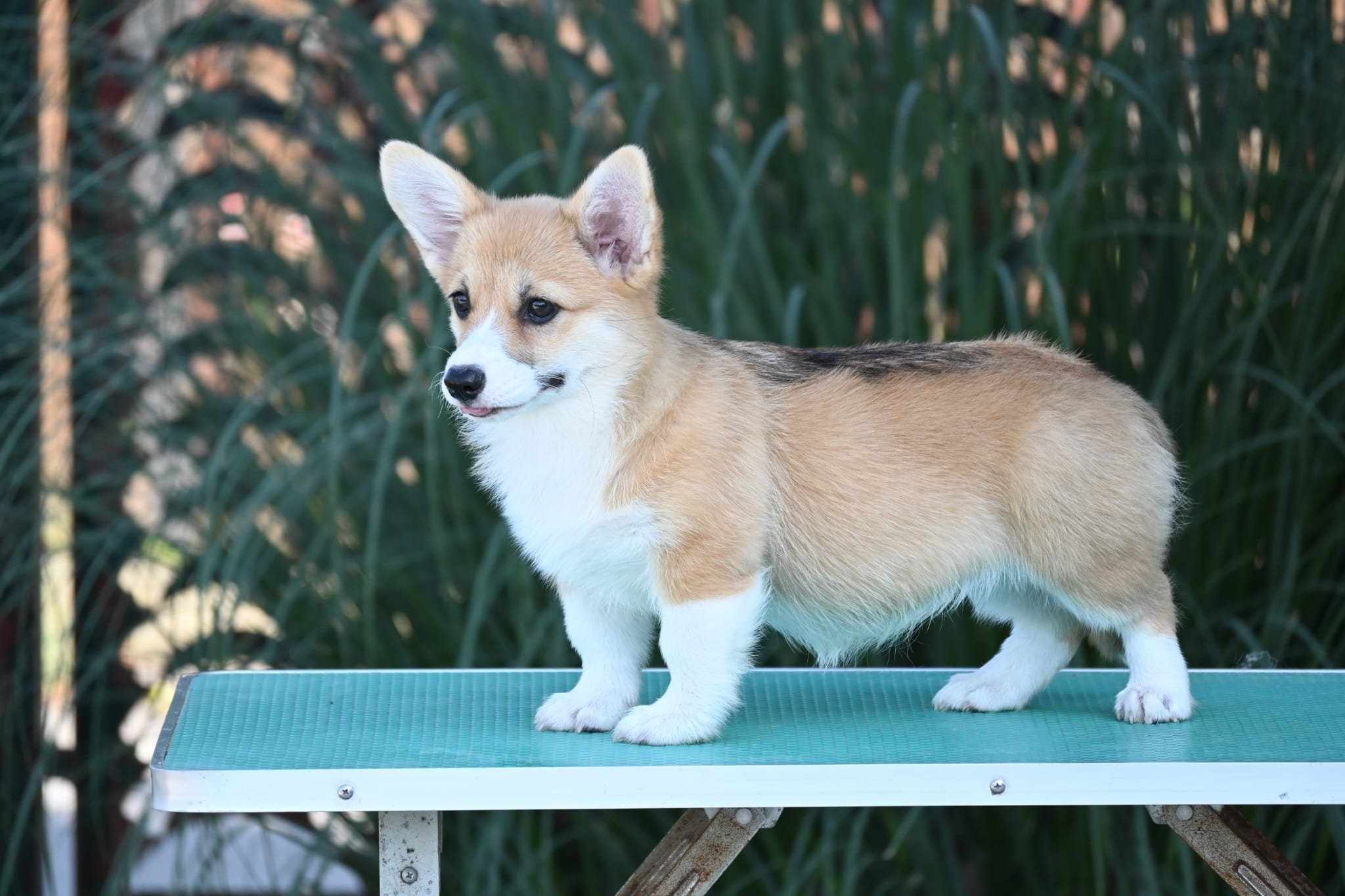 Velski korgi/Welsh Corgi Pembroke