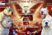 Dogo Argentino štenci