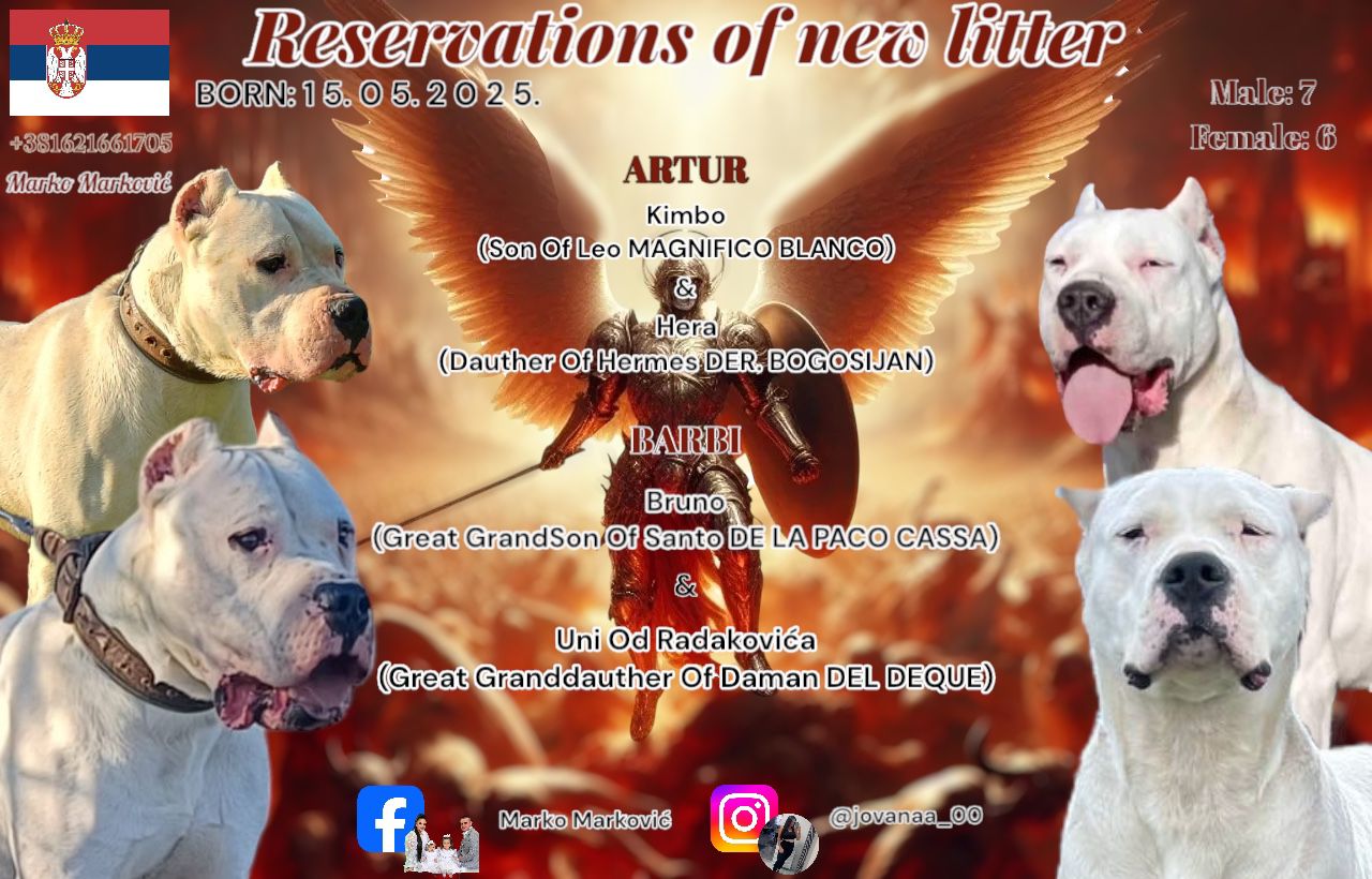 Dogo Argentino štenci
