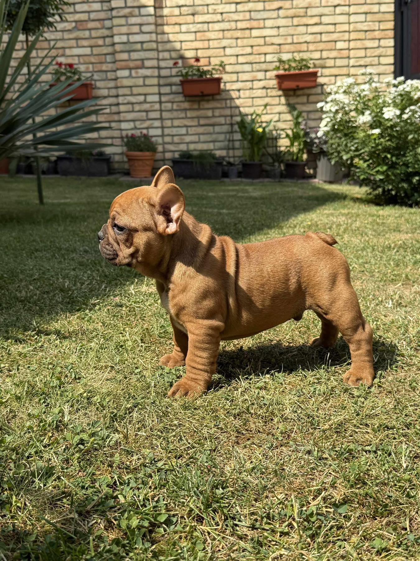 Francuski Bulldog Od Kuce Don