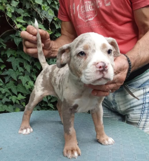 American bully