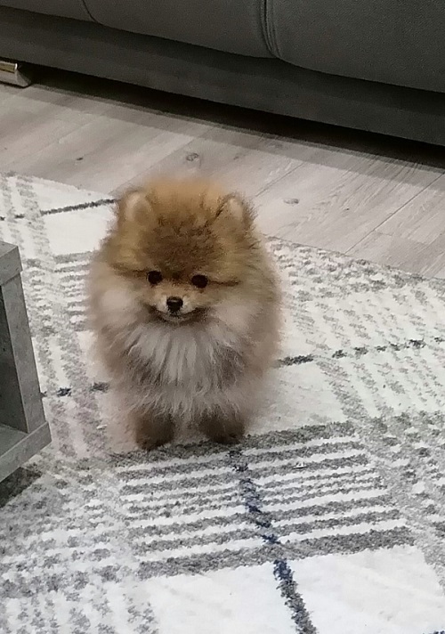 Prelepi Bo medvedici