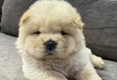Čistokrvni CHOW-CHOW štenci