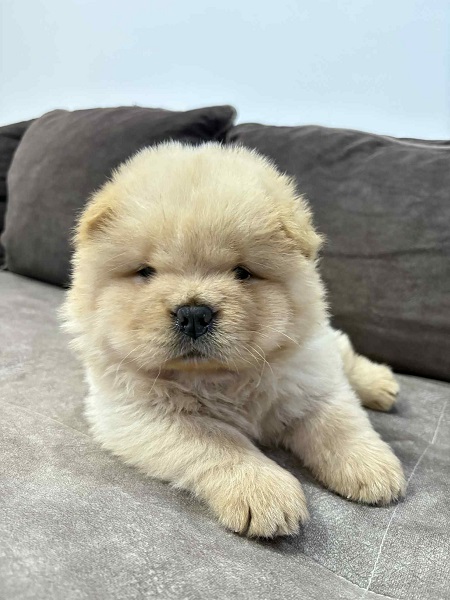 Čistokrvni CHOW-CHOW štenci