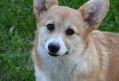 Velski korgi Welsh Corgi Pembroke