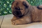 Čistokrvni CHOW-CHOW štenci