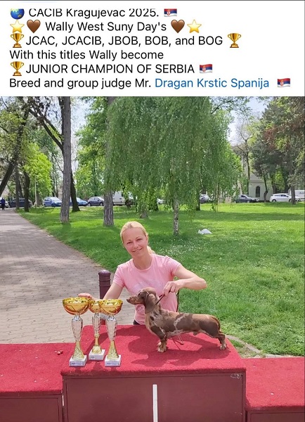 Jazavičari kratkodlaki štenci vrhunskog kvaliteta