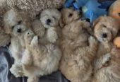 Pudle i Maltipoo štenci