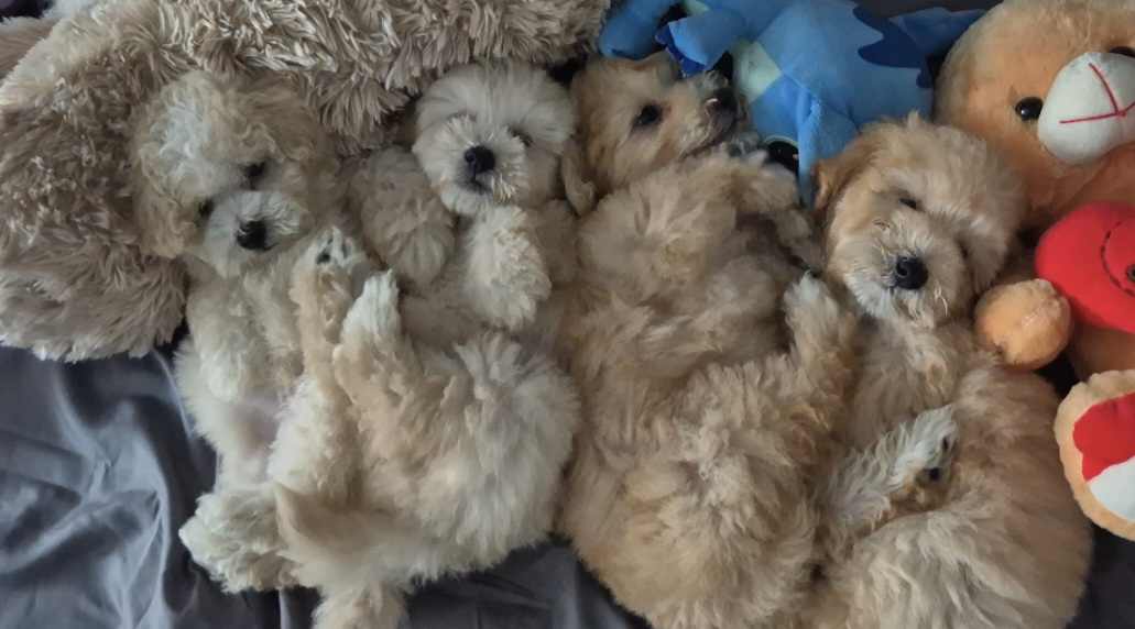 Pudle i Maltipoo štenci