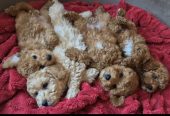 Pudle i Maltipoo štenci
