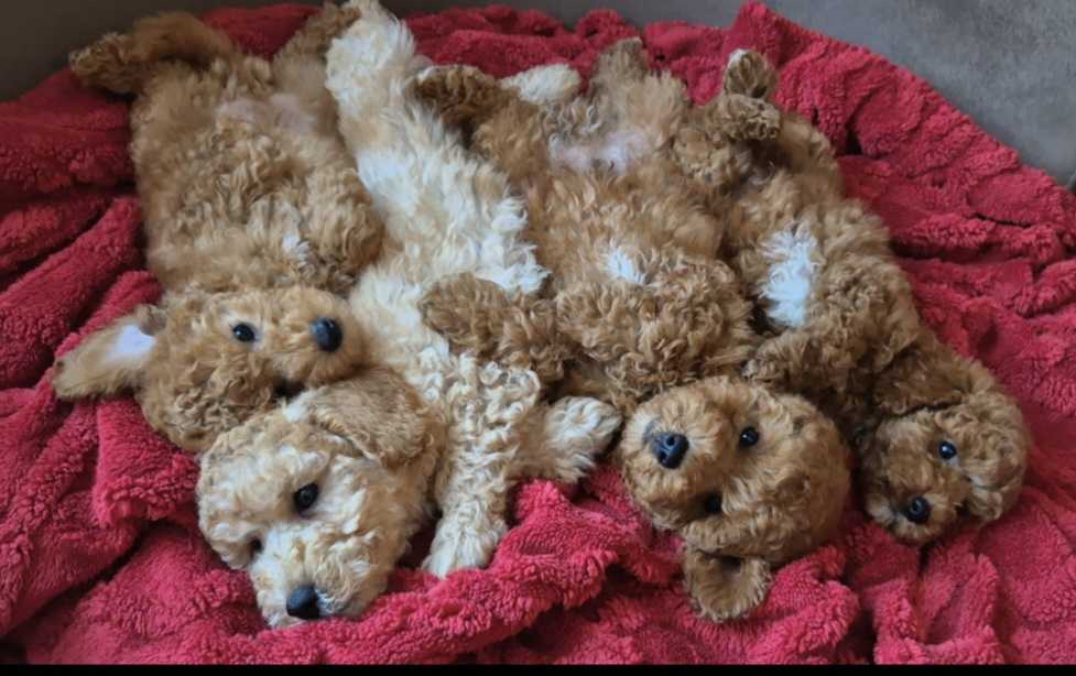 Pudle i Maltipoo štenci
