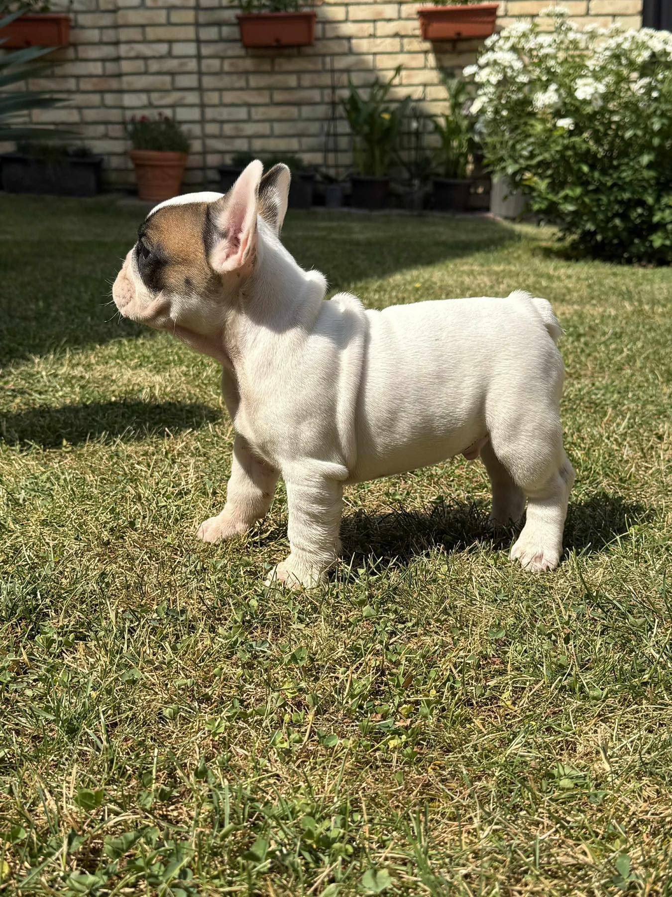 Francuski Bulldog Od Kuce Don