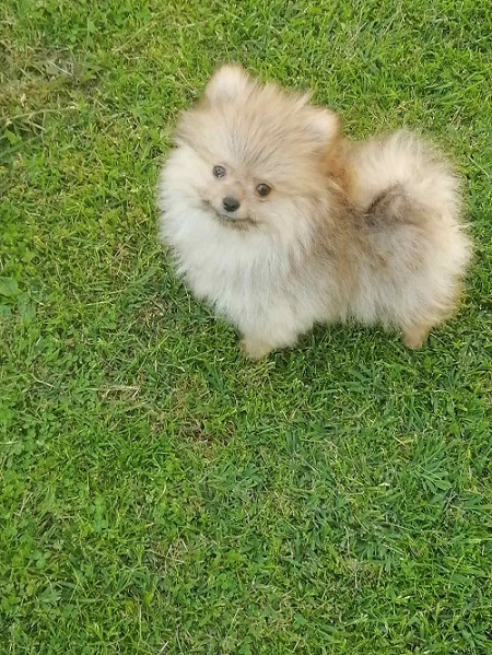 Prelepi Bo medvedici